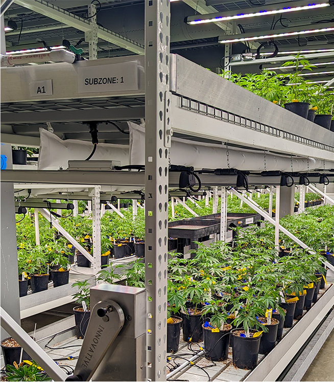IGE-Hydrofarm Commercial: Innovative Growers Equipment Vertical Grow Racks with marijuana plants. 