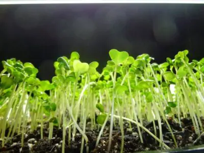 Microgreens production can be a great option when selecting a product to start a small business or to expand your current market.